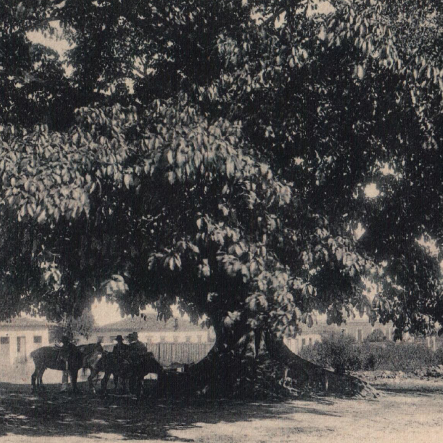 Figueira brava. Cartão postal impresso, c.1901. Foto: Guilherme Gaensly. Coleção particular de Apparecido Salatini