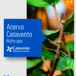 arte com acervo bicho-pau